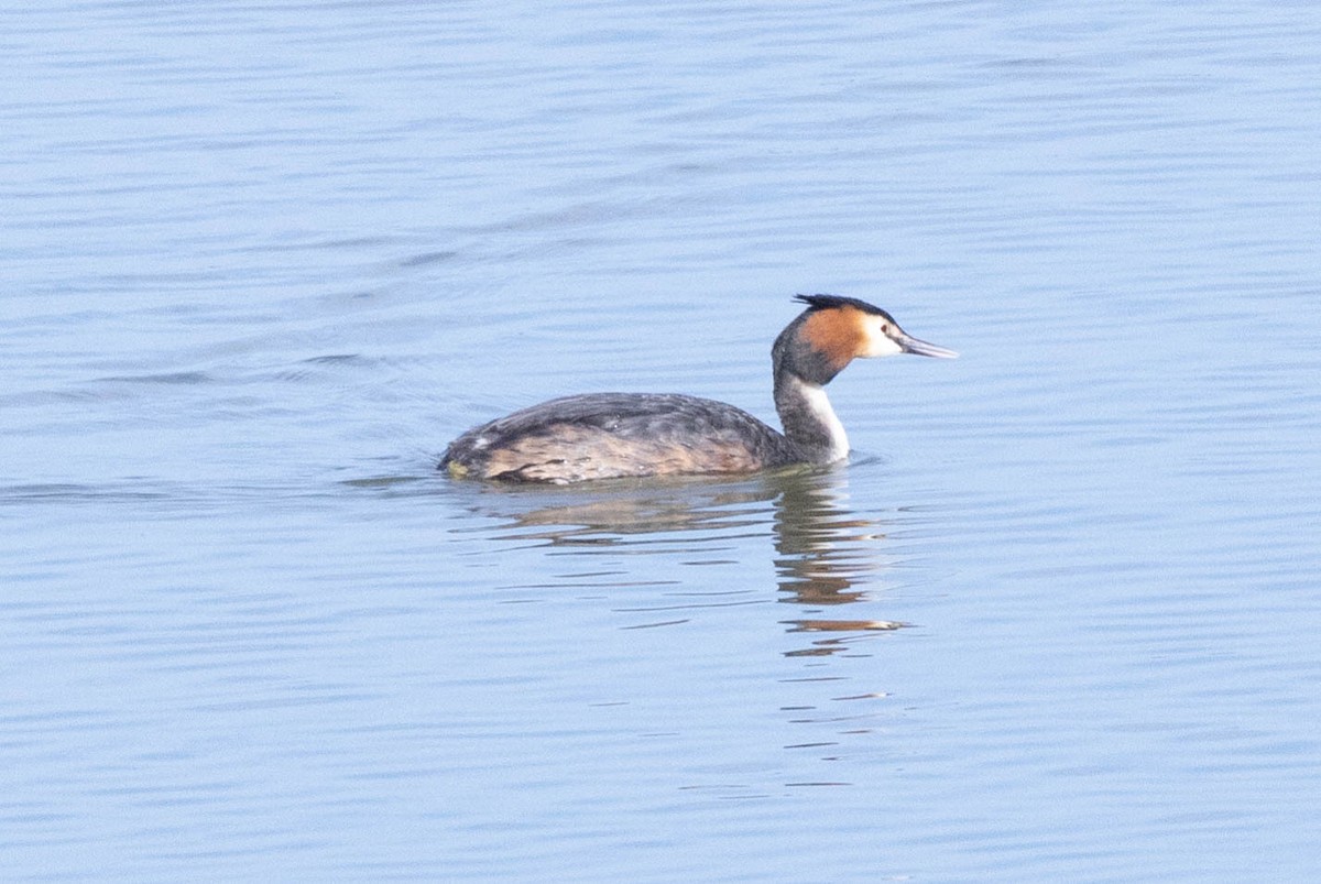 Great Crested Grebe - ML616419117