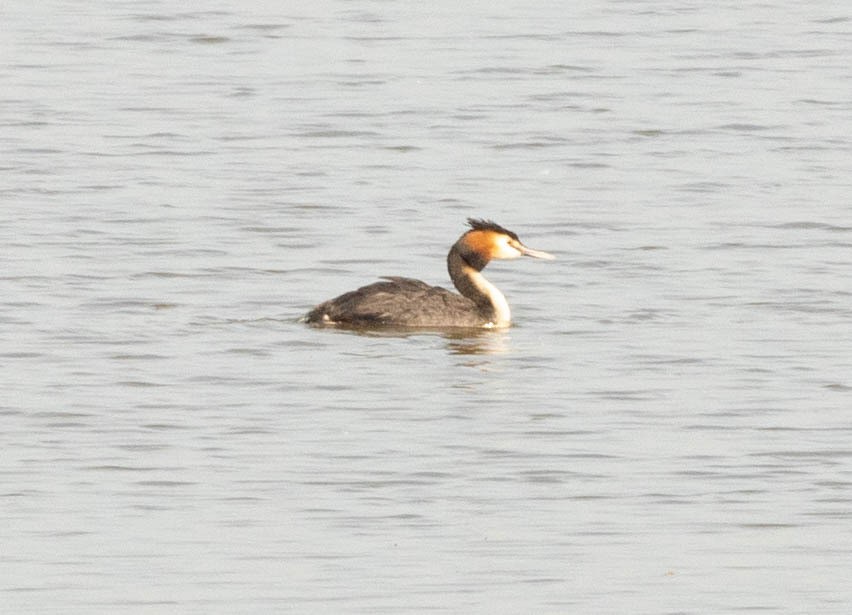 Great Crested Grebe - ML616419166