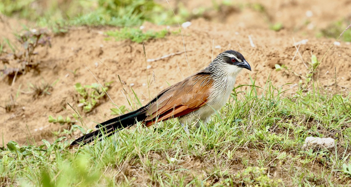 White-browed Coucal (White-browed) - ML616419244