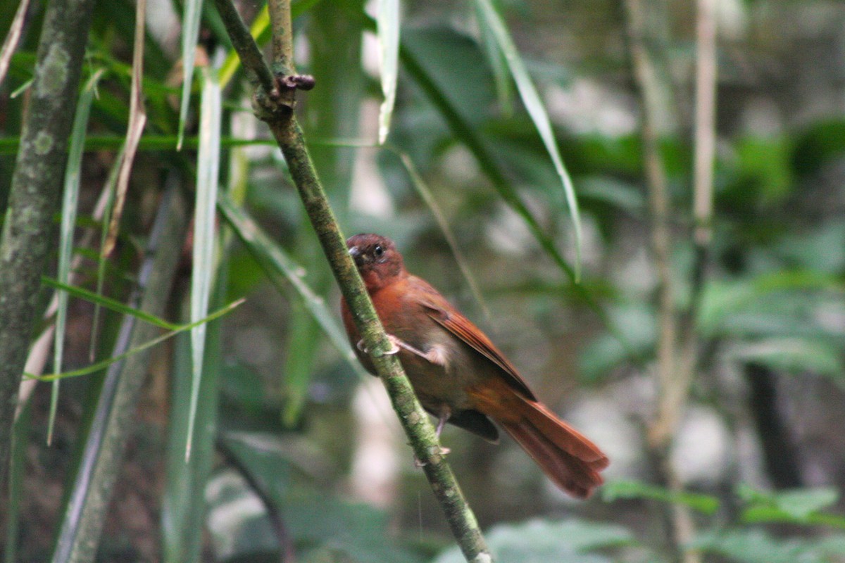 Red-crowned Ant-Tanager (Red) - ML616419288