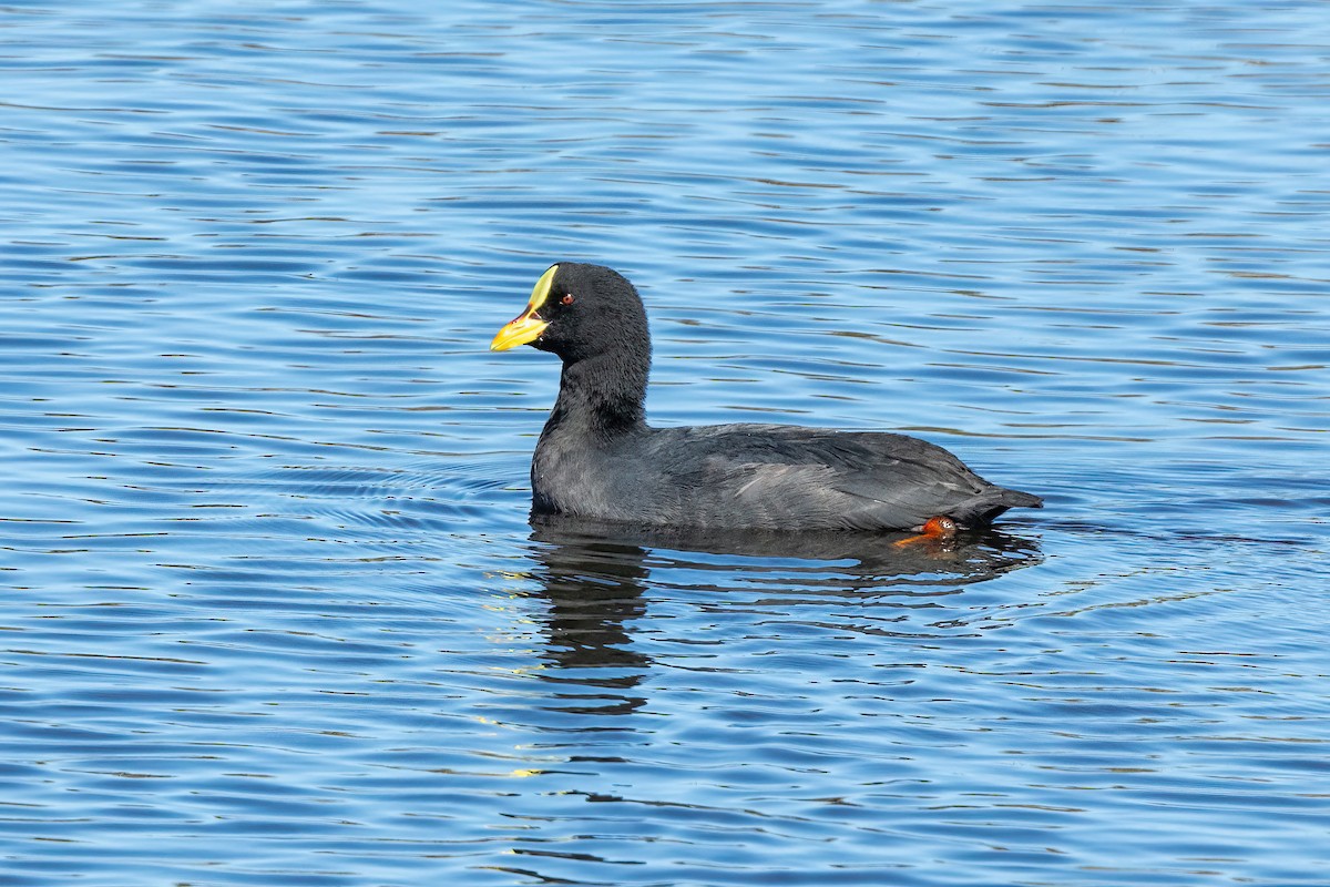 Red-gartered Coot - ML616419318