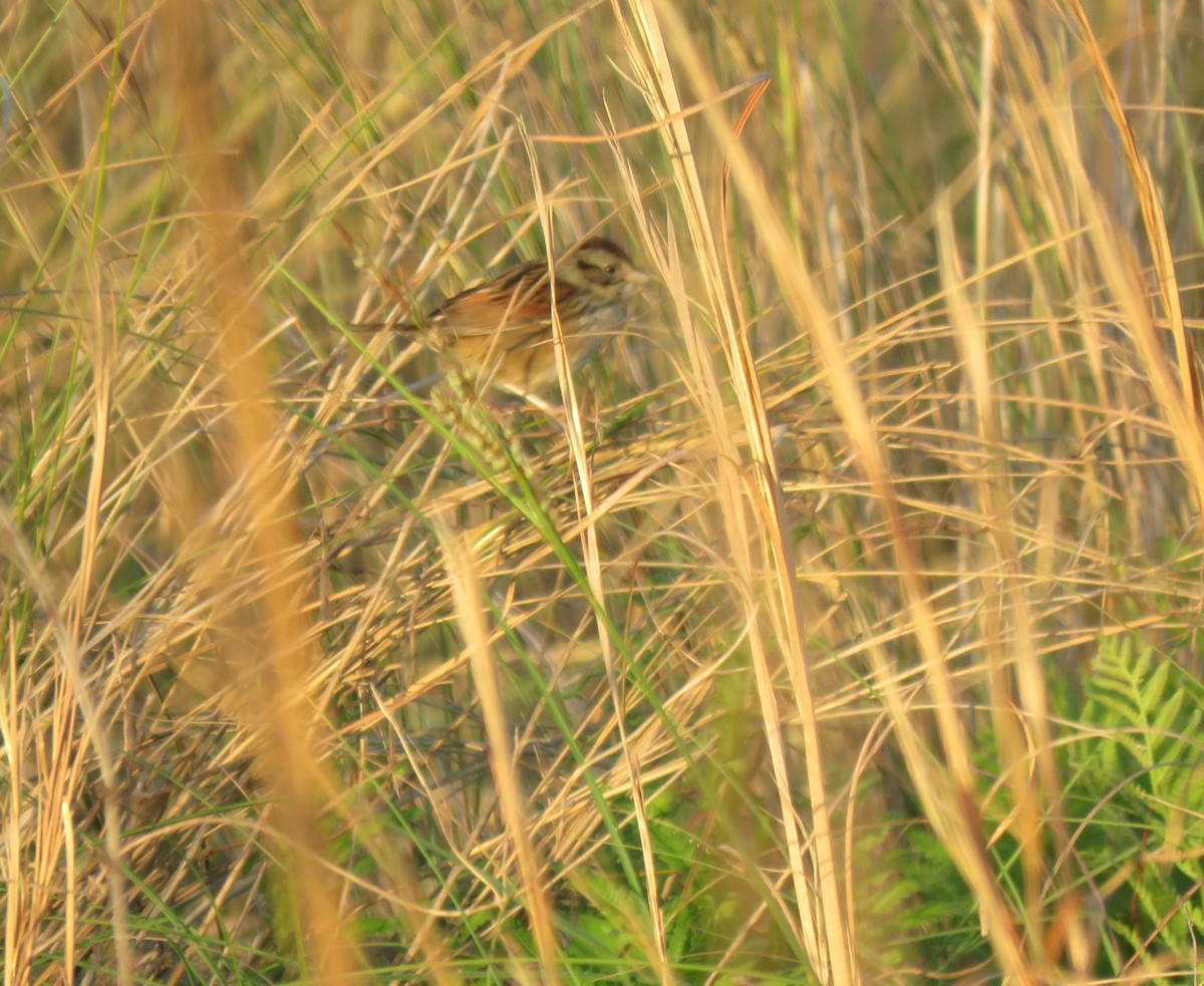Swamp Sparrow - ML616419346