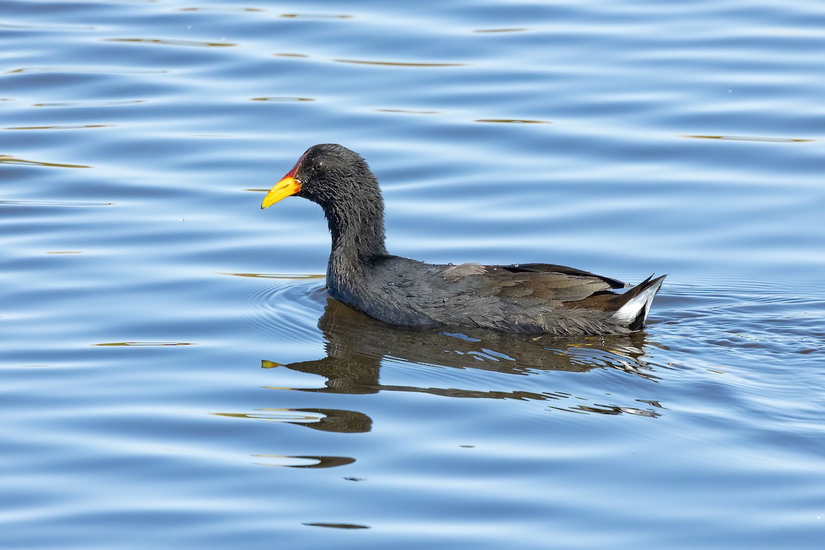 Red-fronted Coot - Thibaud Aronson