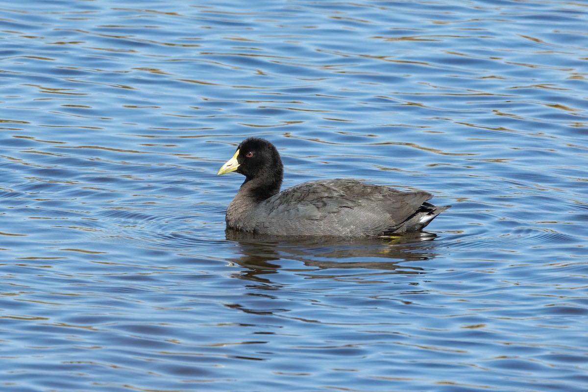 White-winged Coot - ML616419418