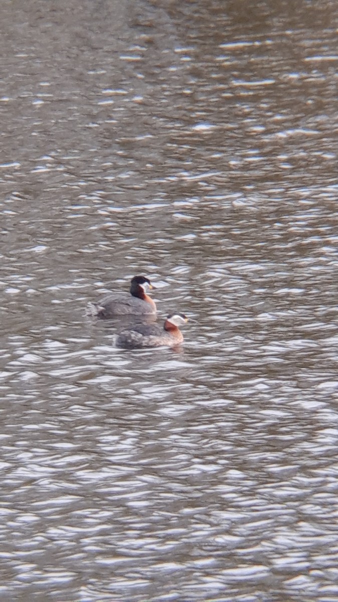 Red-necked Grebe - ML616419515