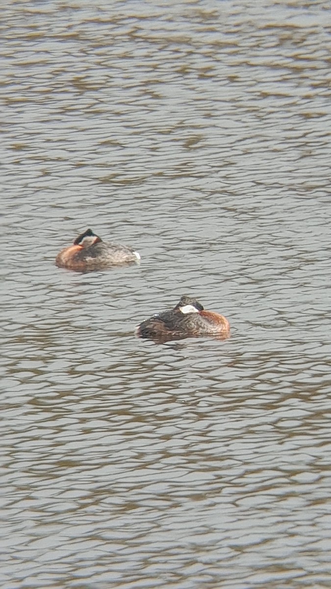 Red-necked Grebe - ML616419516