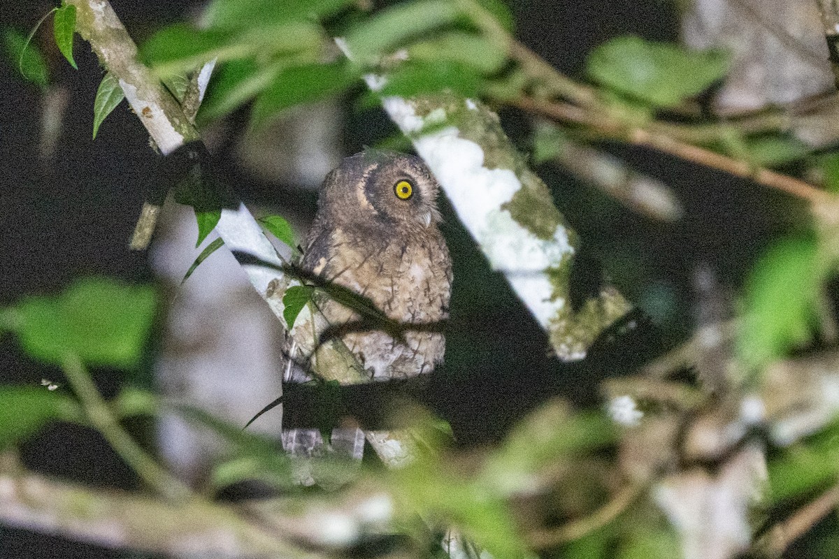Black-capped Screech-Owl - ML616419528
