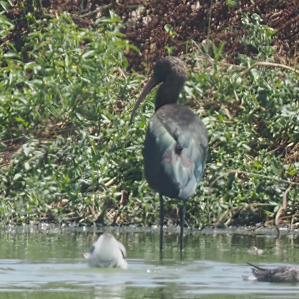 ibis andský - ML616419584