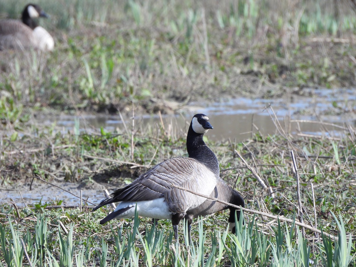 Barnacle x Cackling Goose (hybrid) - Gareth James