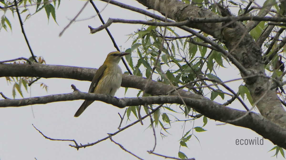 Indian Golden Oriole - ML616419691