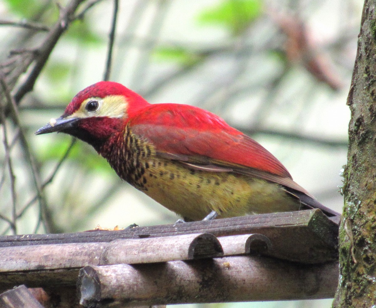 Crimson-mantled Woodpecker - ML616419693