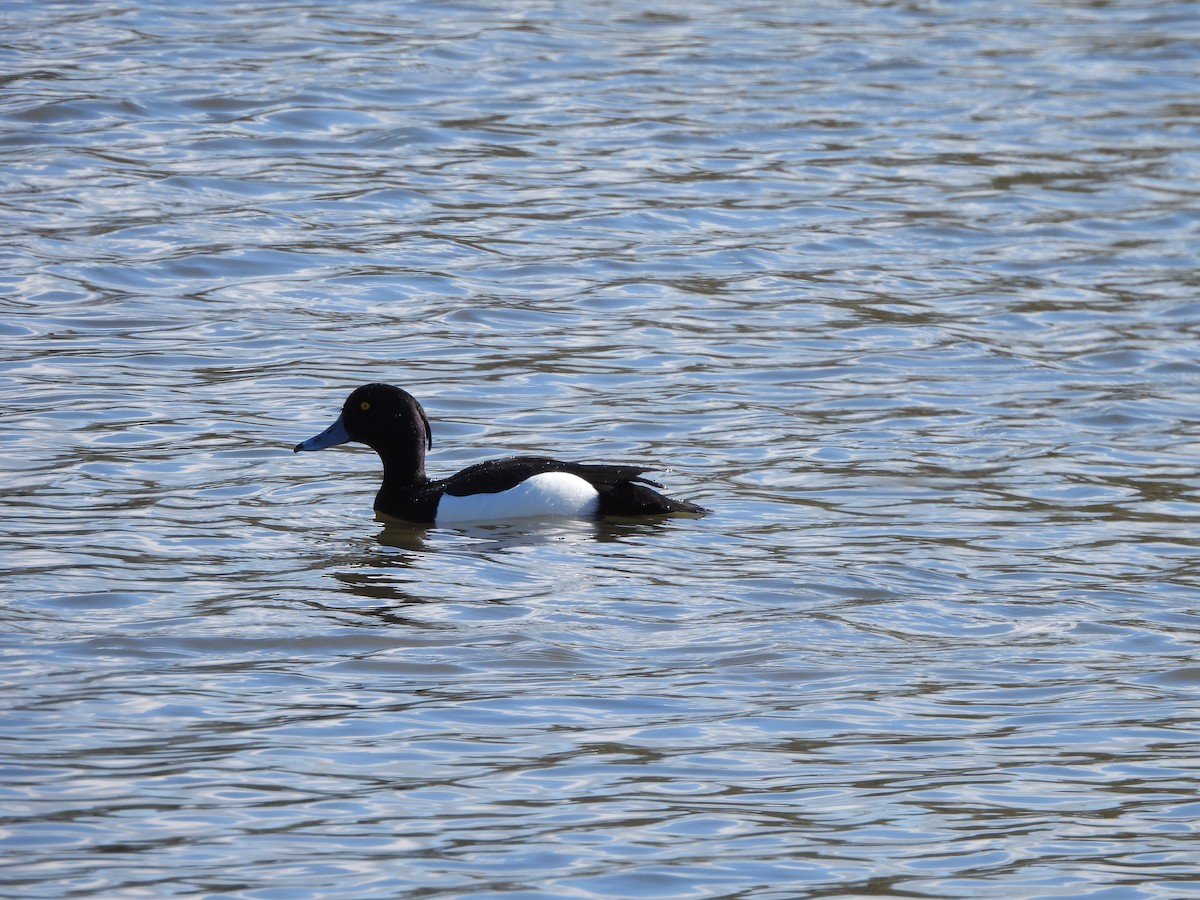 Tufted Duck - ML616419694