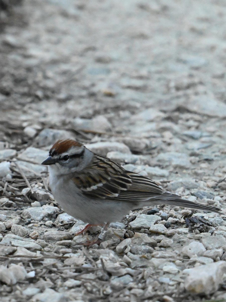Chipping Sparrow - ML616419718