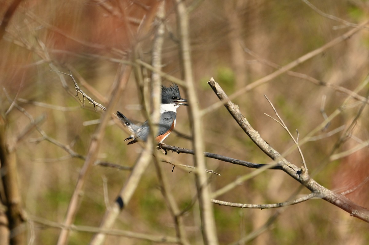 Belted Kingfisher - ML616419769