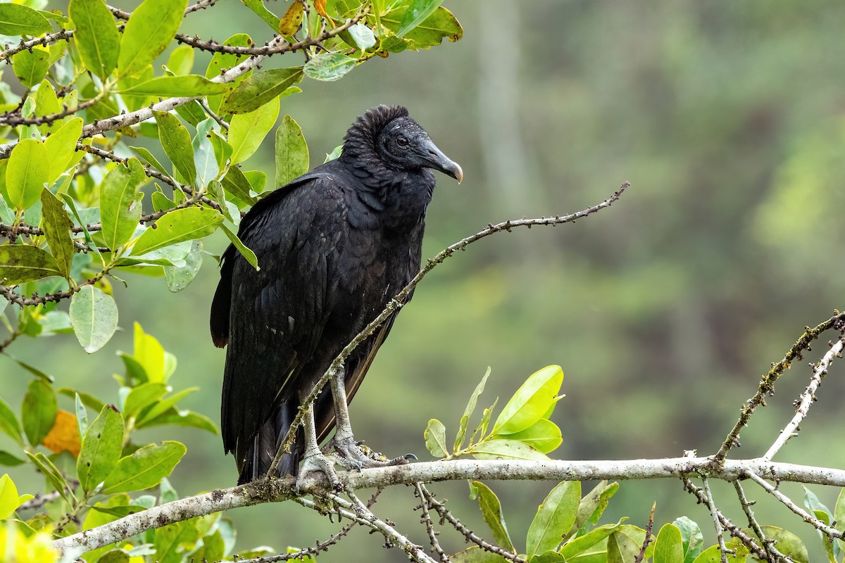 Black Vulture - ML616419792