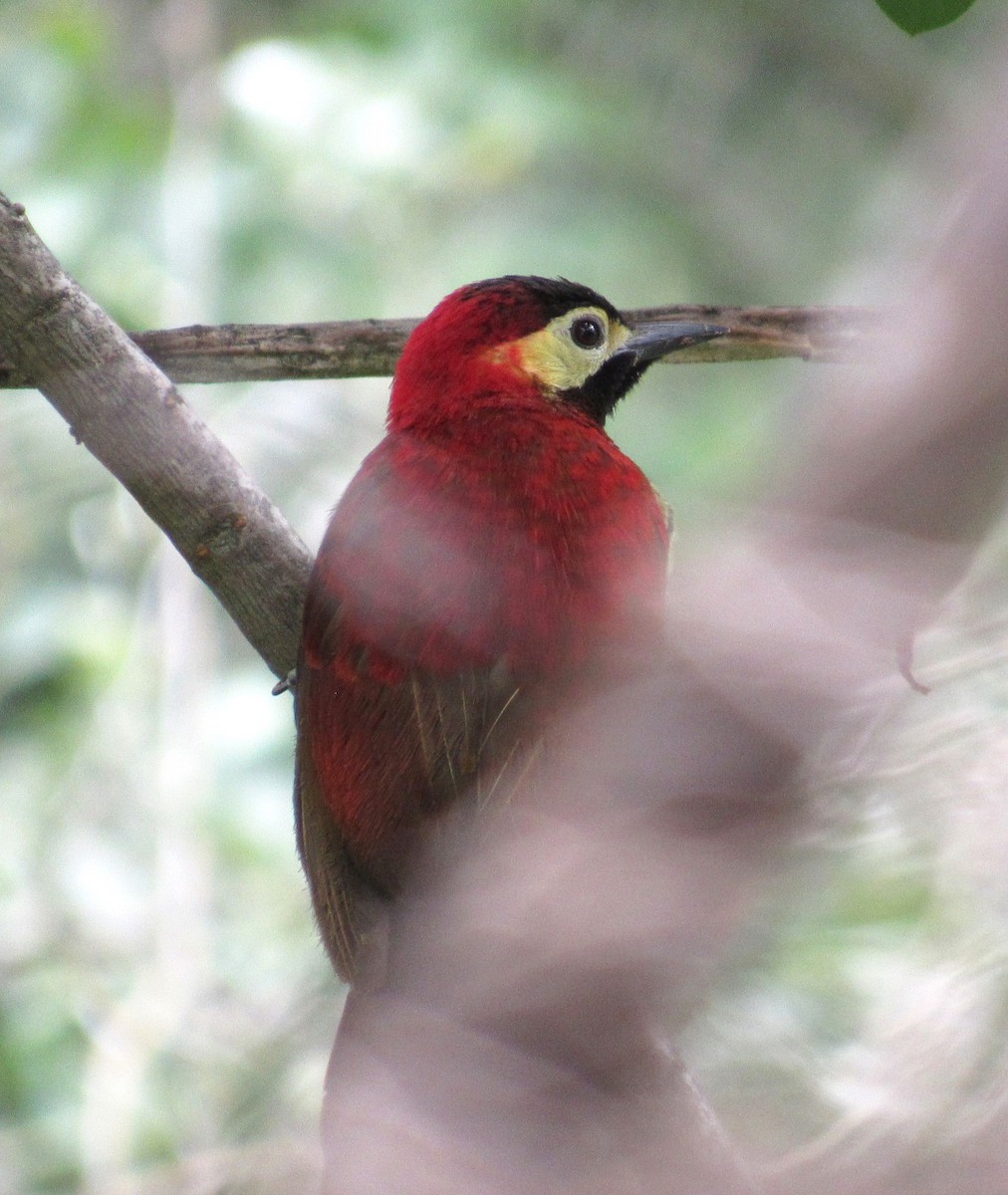 Crimson-mantled Woodpecker - ML616419838
