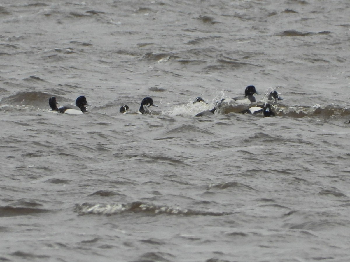 Greater Scaup - ML616419856