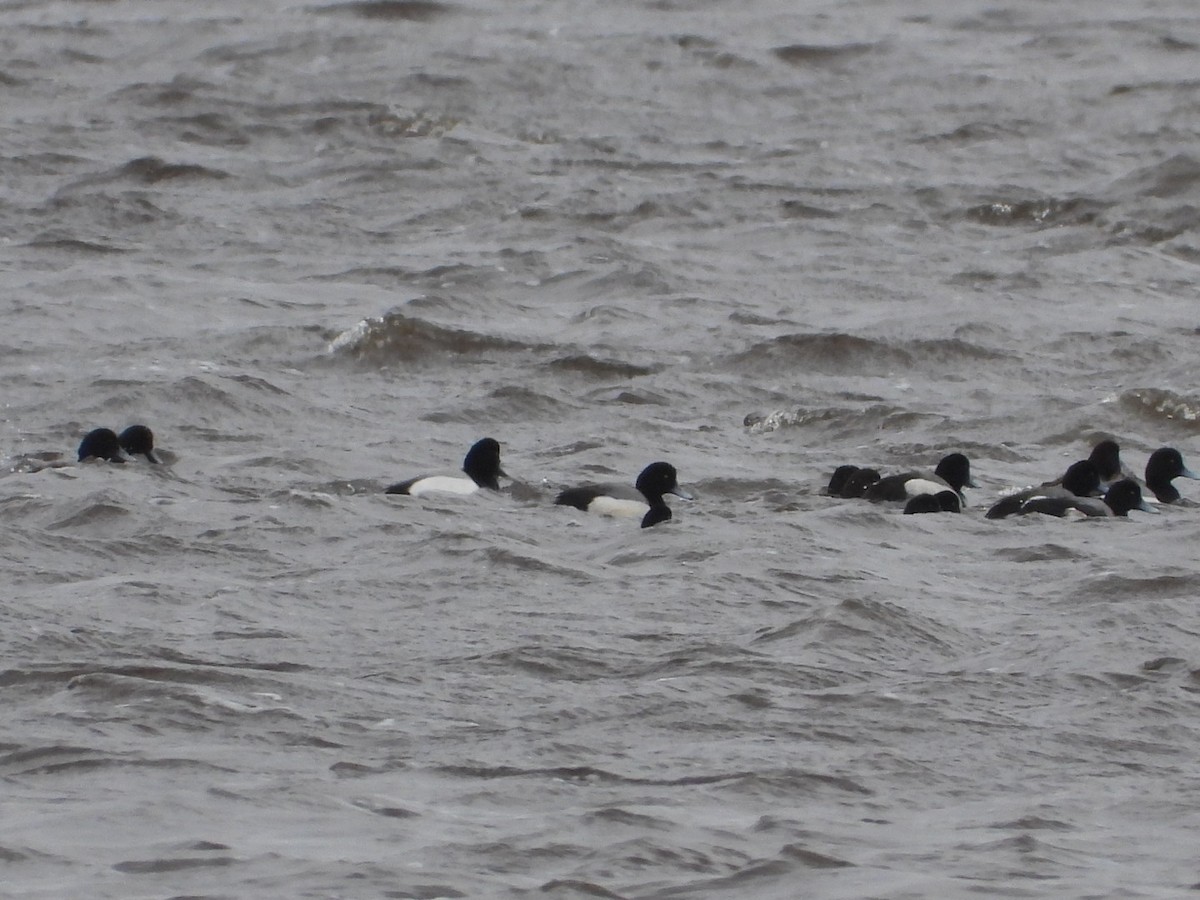 Greater Scaup - ML616419857
