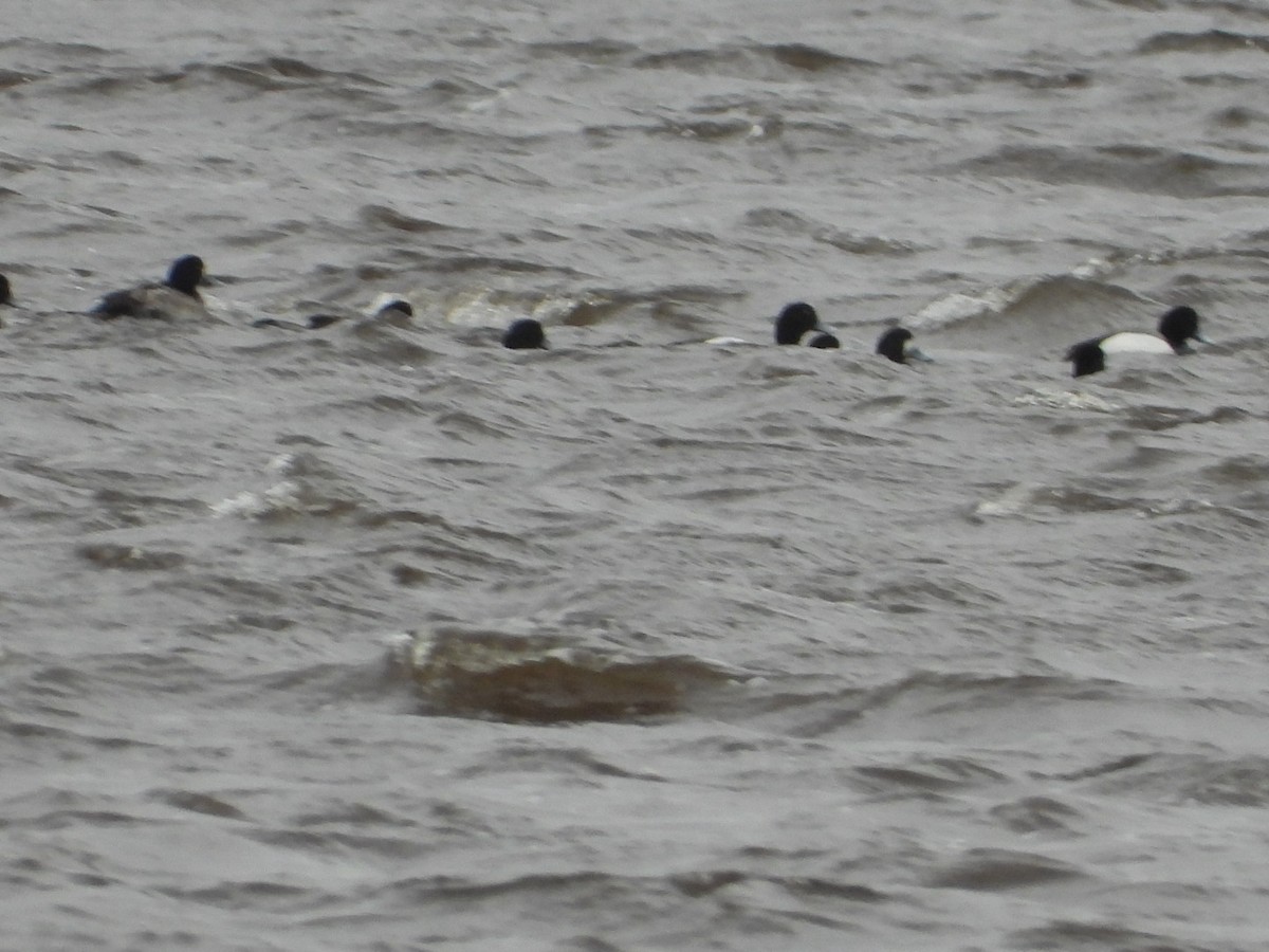 Greater Scaup - ML616419859