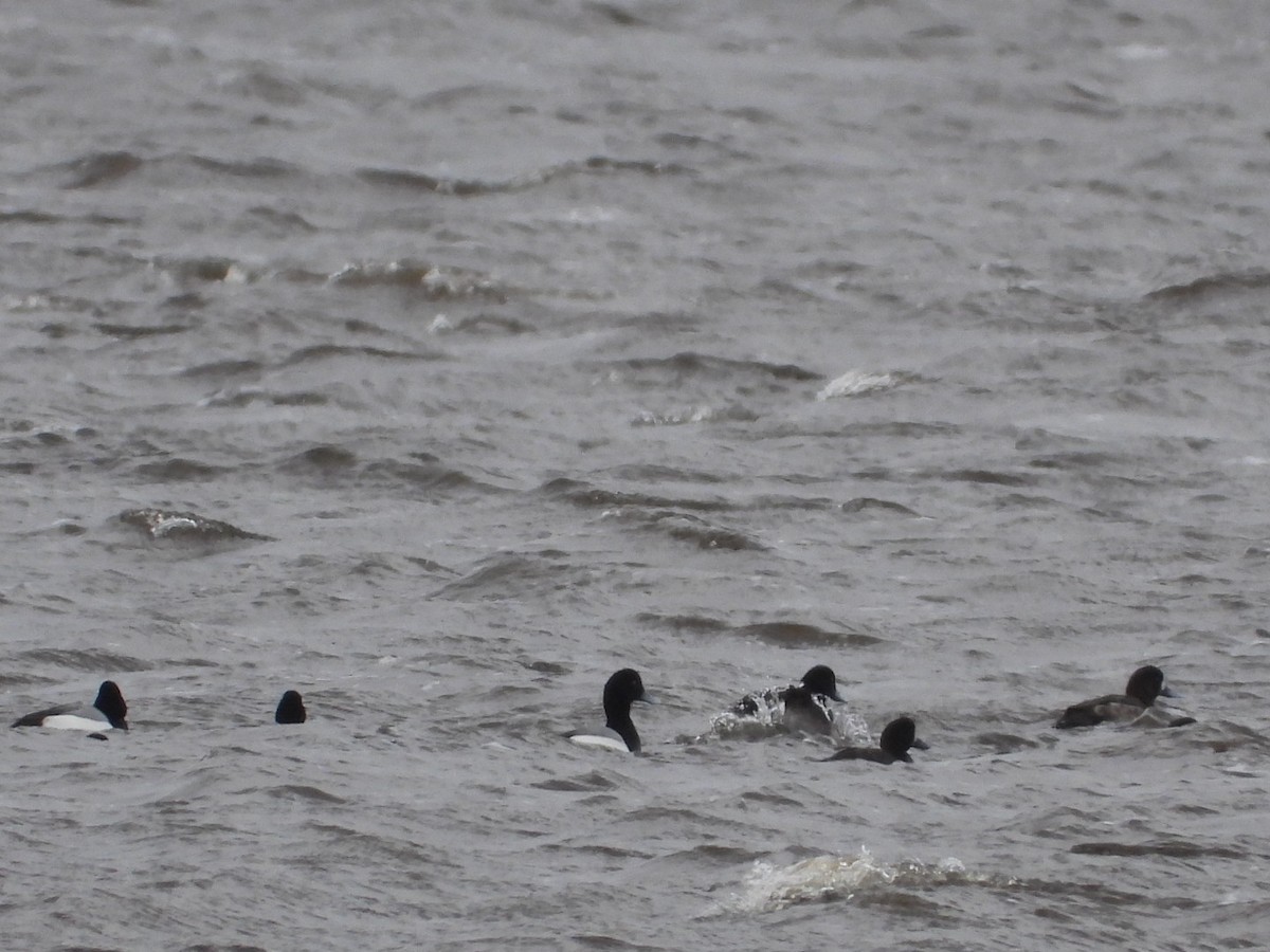 Greater Scaup - ML616419860