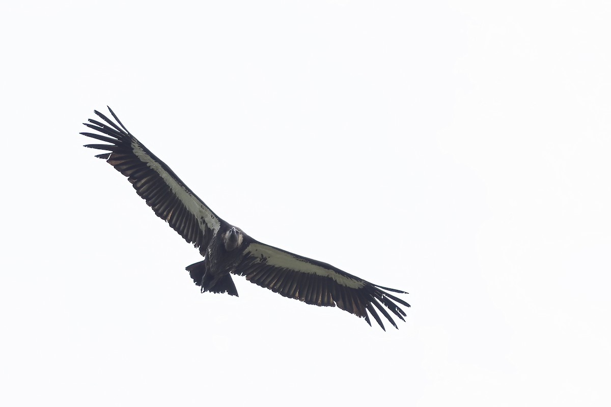 White-rumped Vulture - ML616419922