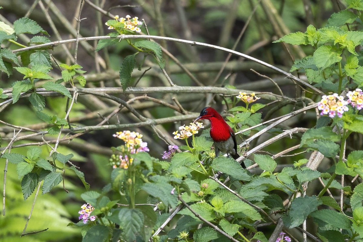 Crimson Sunbird - Debankur  Biswas
