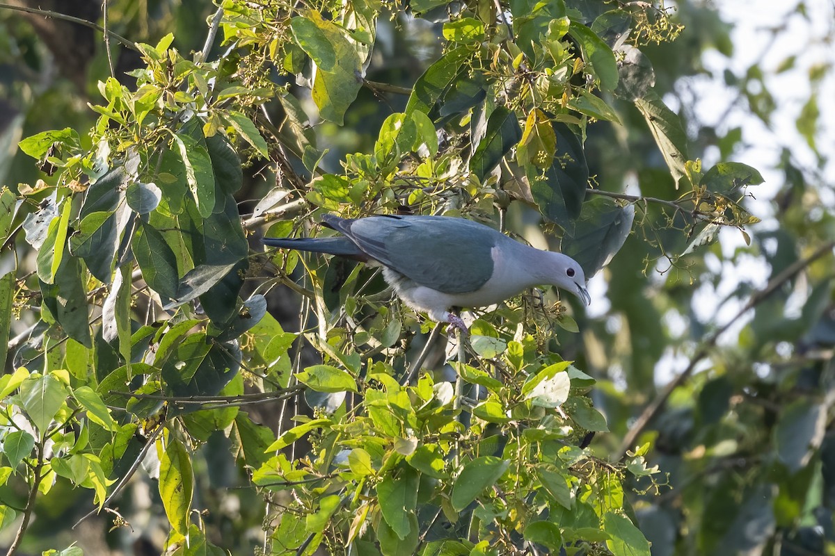 Green Imperial-Pigeon - ML616419984