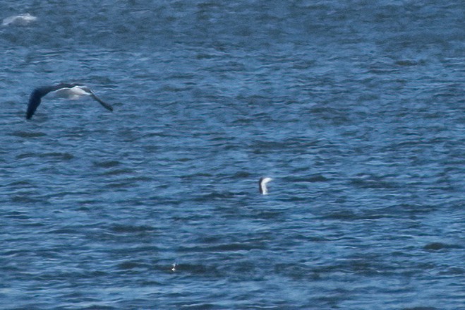 Red-throated Loon - ML616420071
