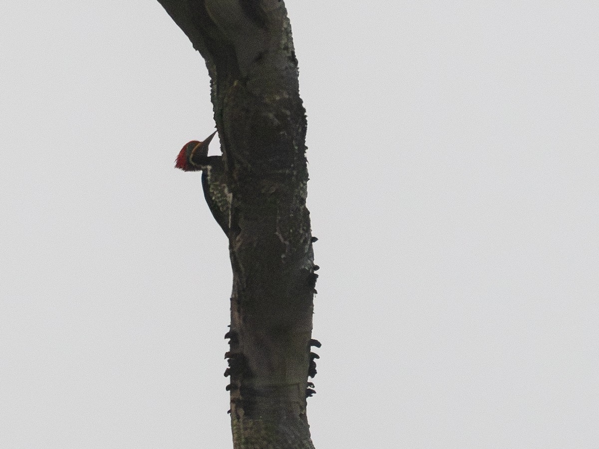 Lineated Woodpecker - ML616420188