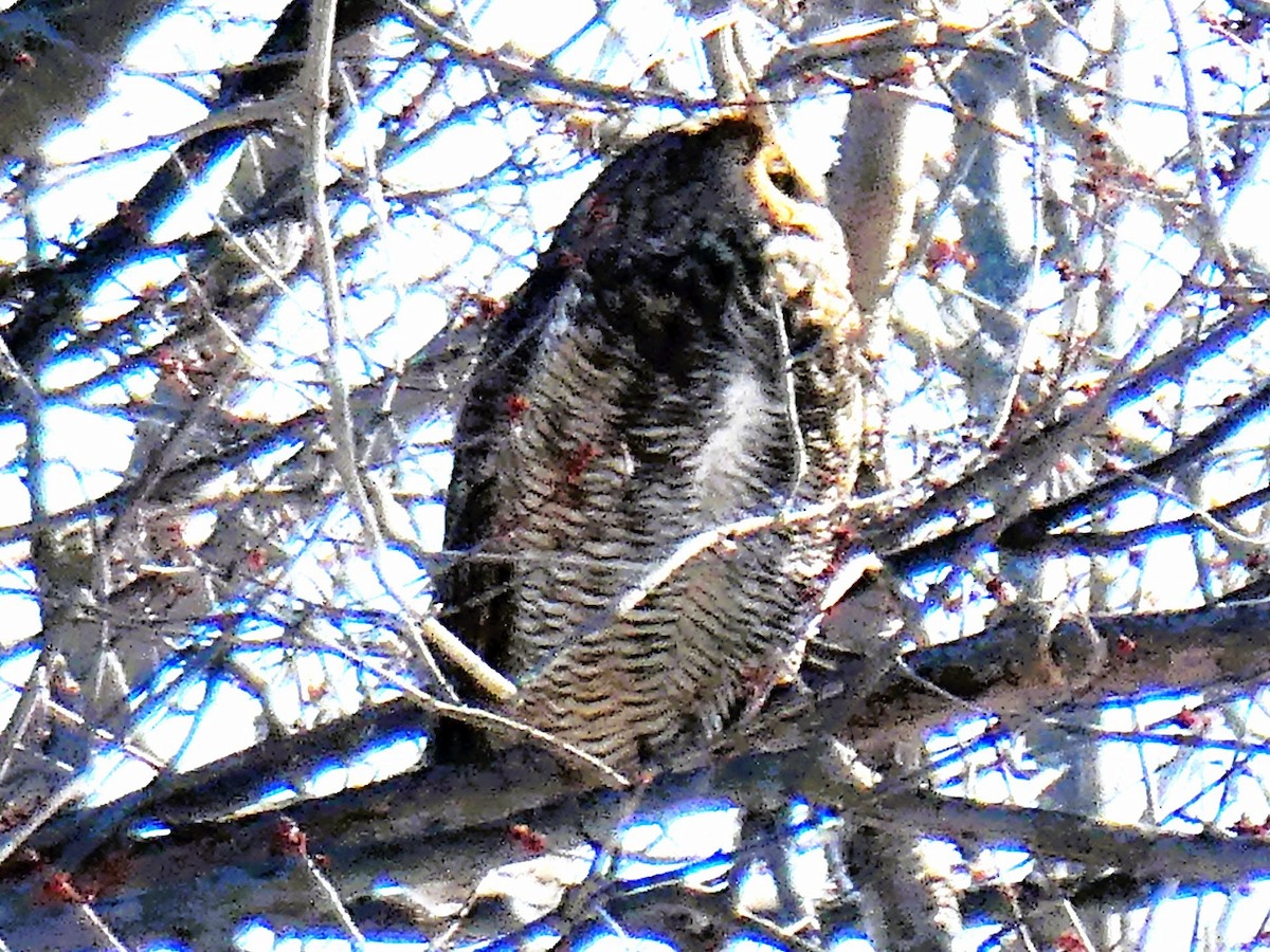 Great Horned Owl - ML616420199
