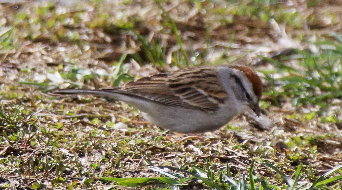 Chipping Sparrow - Michael Yellin