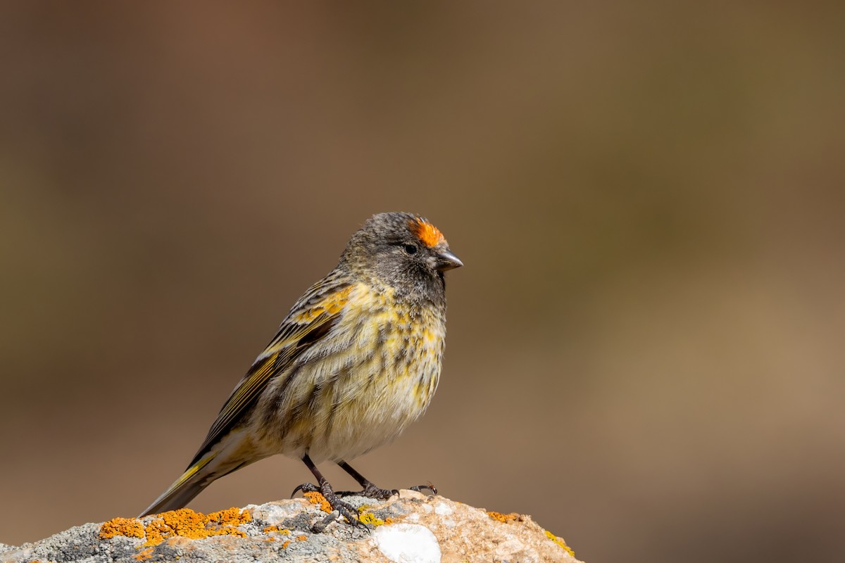 Fire-fronted Serin - ML616420232