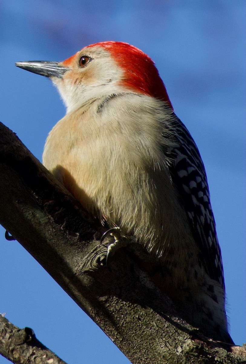 Red-bellied Woodpecker - Michael Yellin