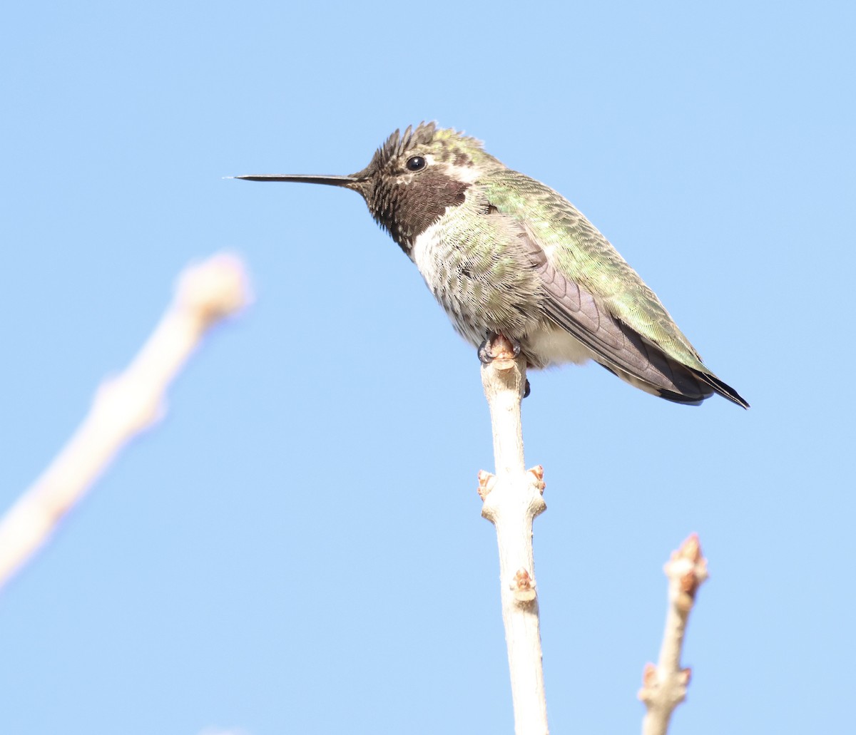 Anna's Hummingbird - ML616420253
