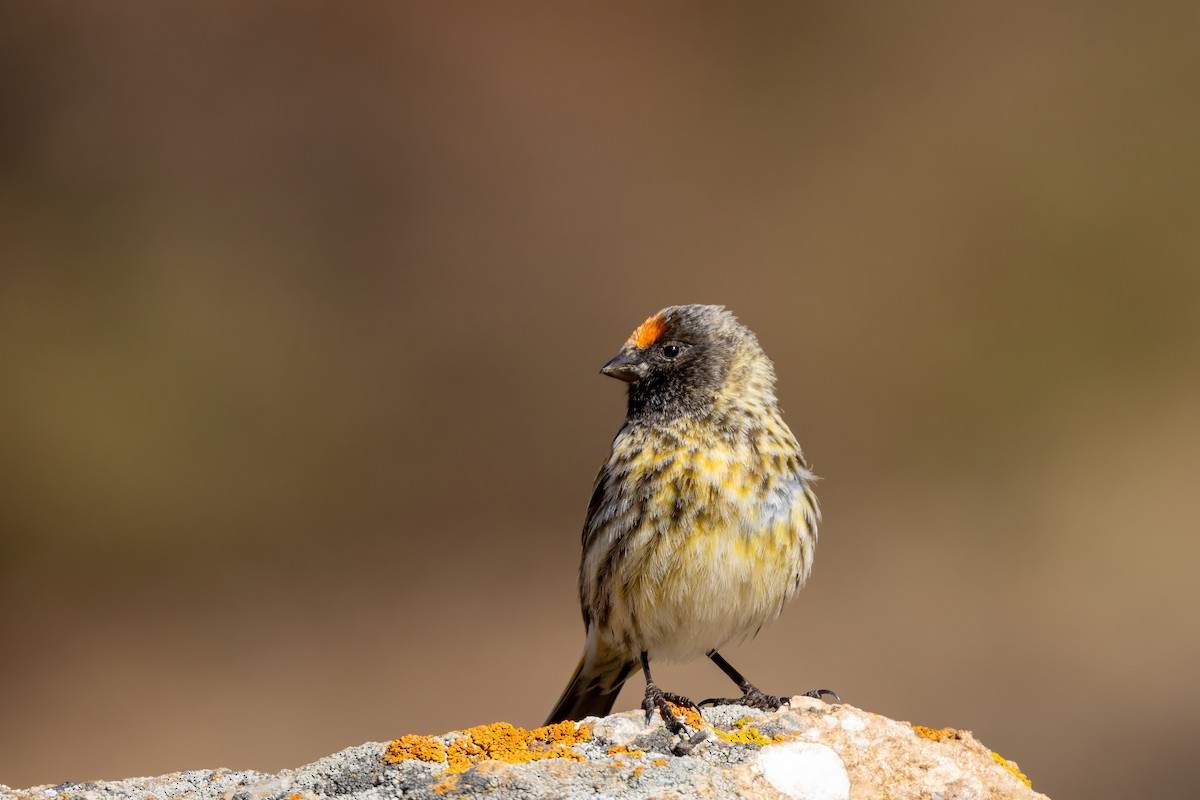 Fire-fronted Serin - ML616420258