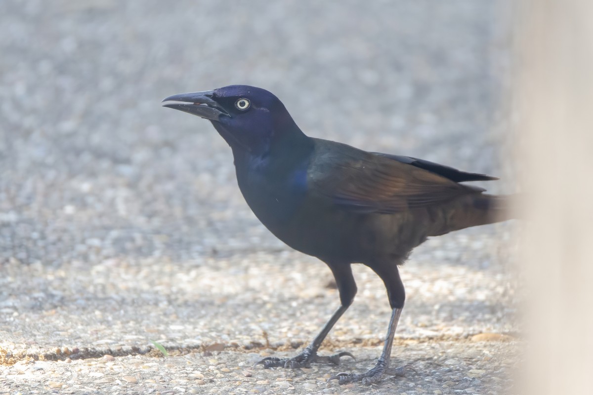 Common Grackle - Mike Stewart