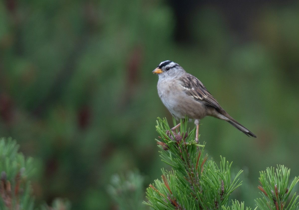 White-crowned Sparrow - ML616420414