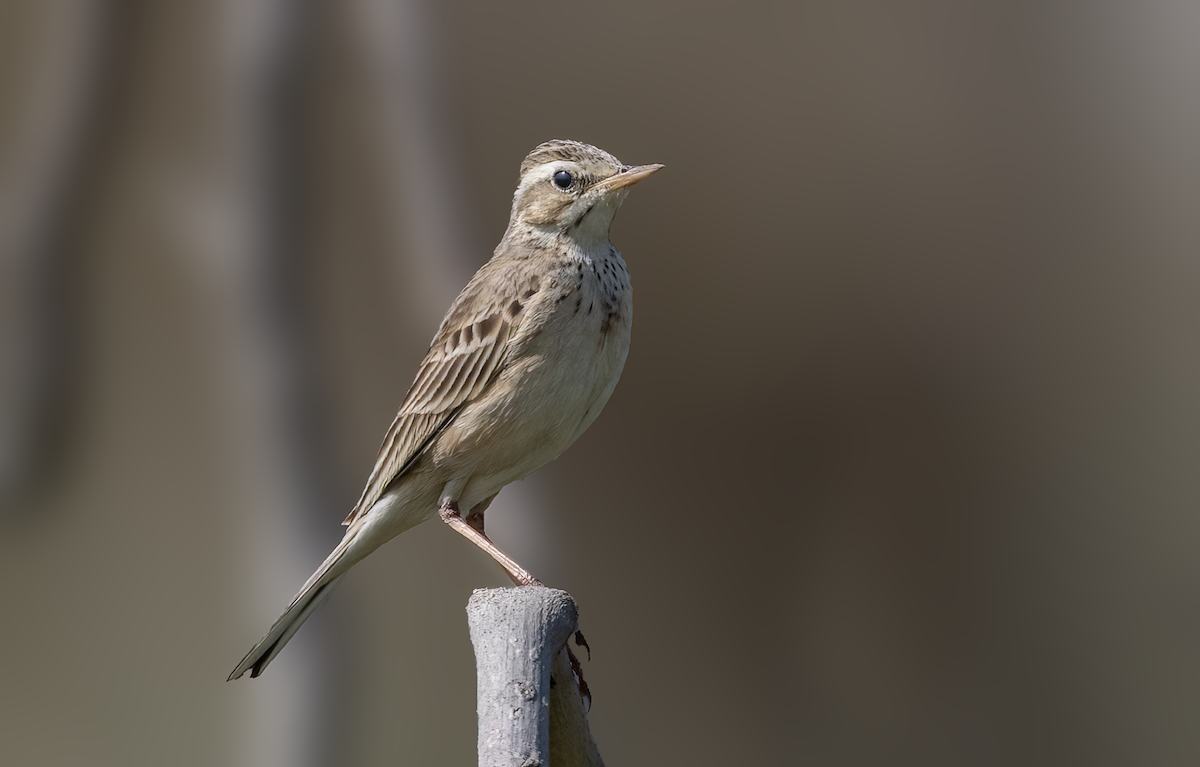 pipit sp. - ML616420511