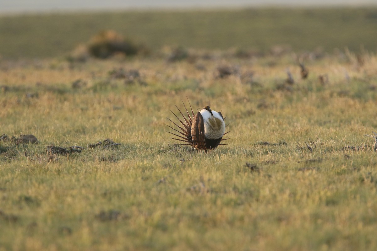 Greater Sage-Grouse - ML616420542