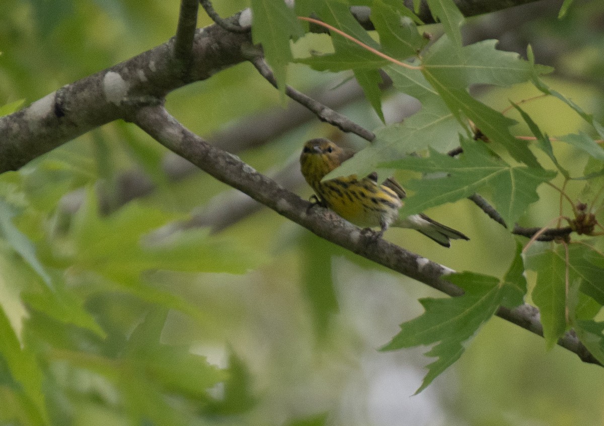 Cape May Warbler - ML616420935