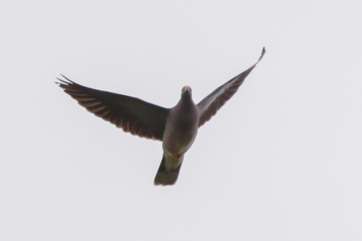 Band-tailed Pigeon - Barry Langdon-Lassagne