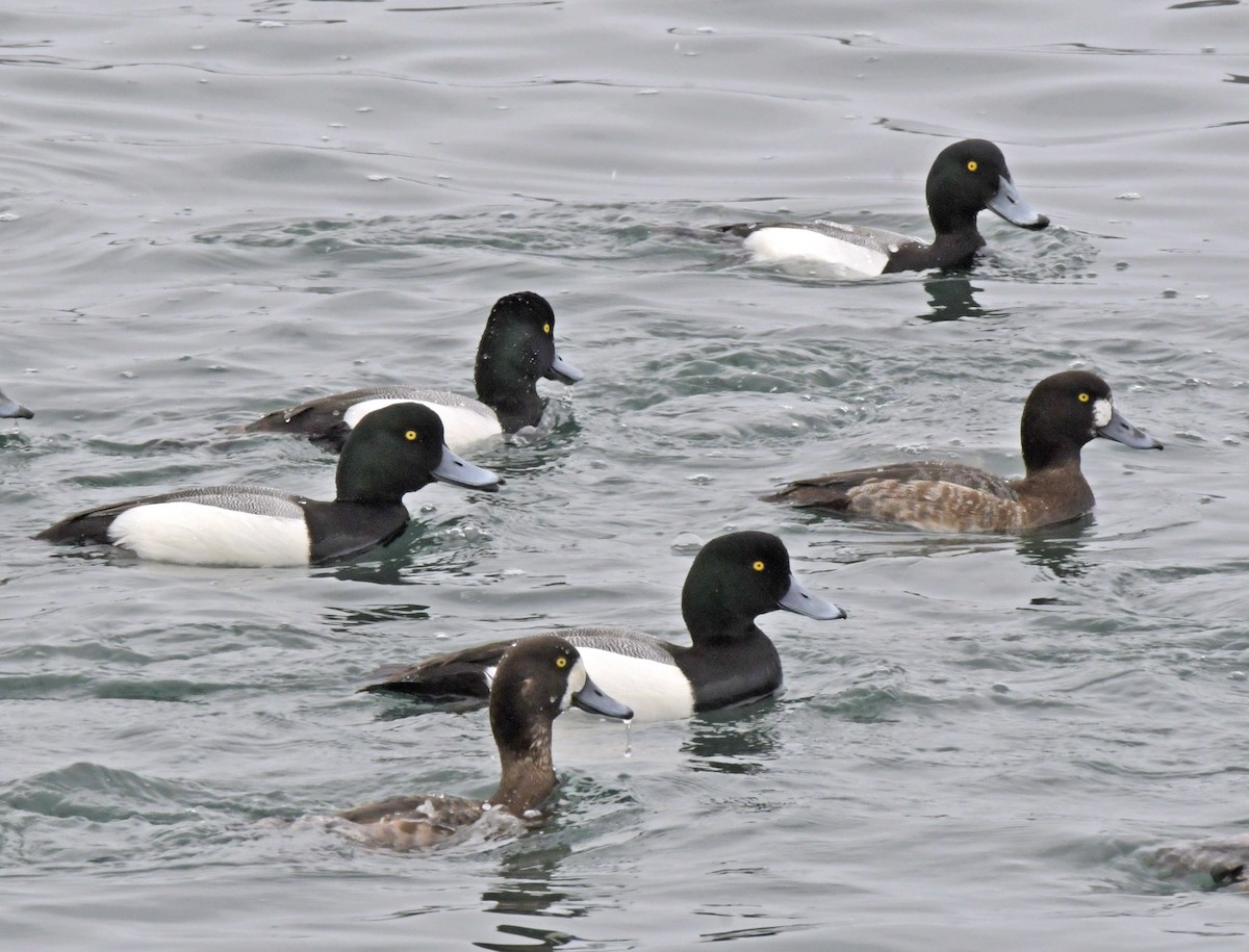 Greater Scaup - ML616421030
