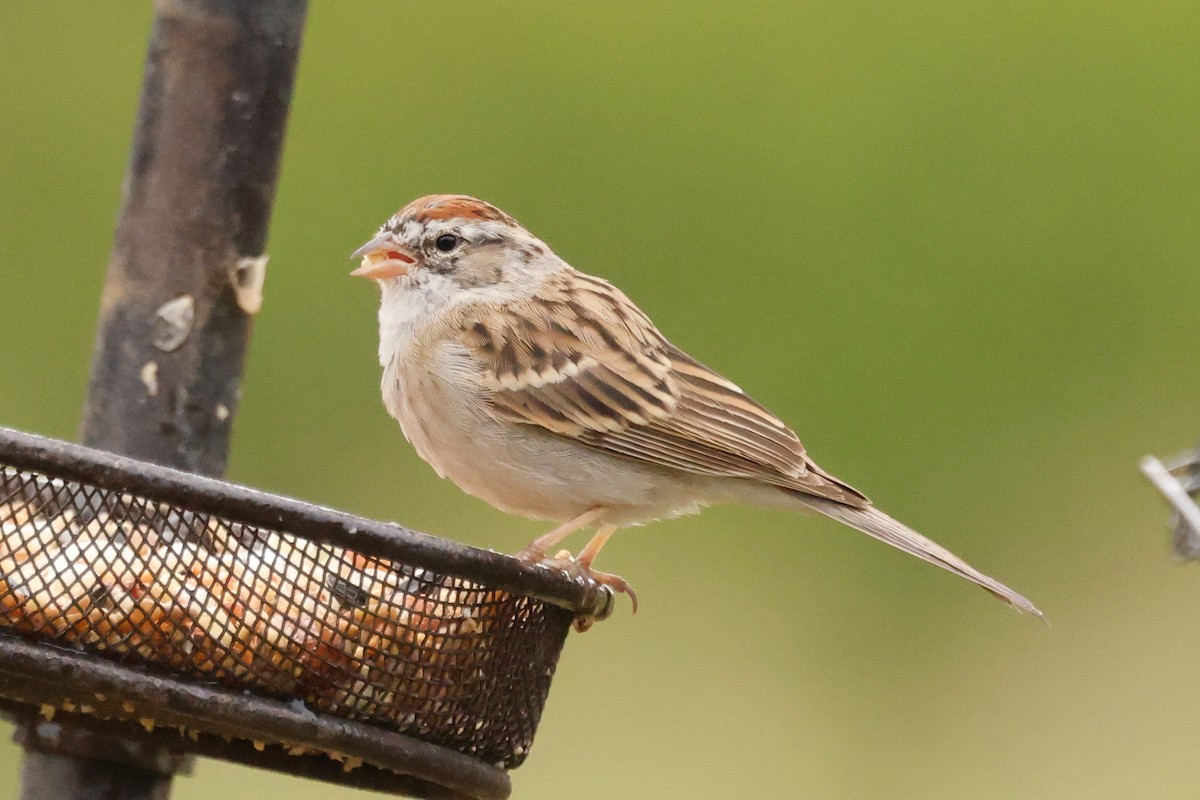 Chipping Sparrow - ML616421112