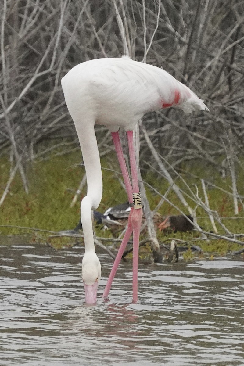 Greater Flamingo - ML616421113