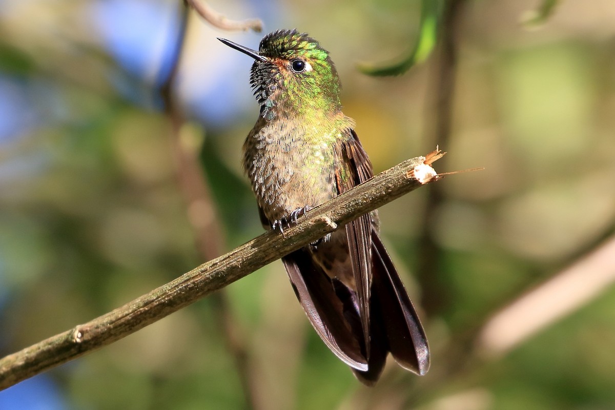 kolibřík dřišťálový - ML616421204