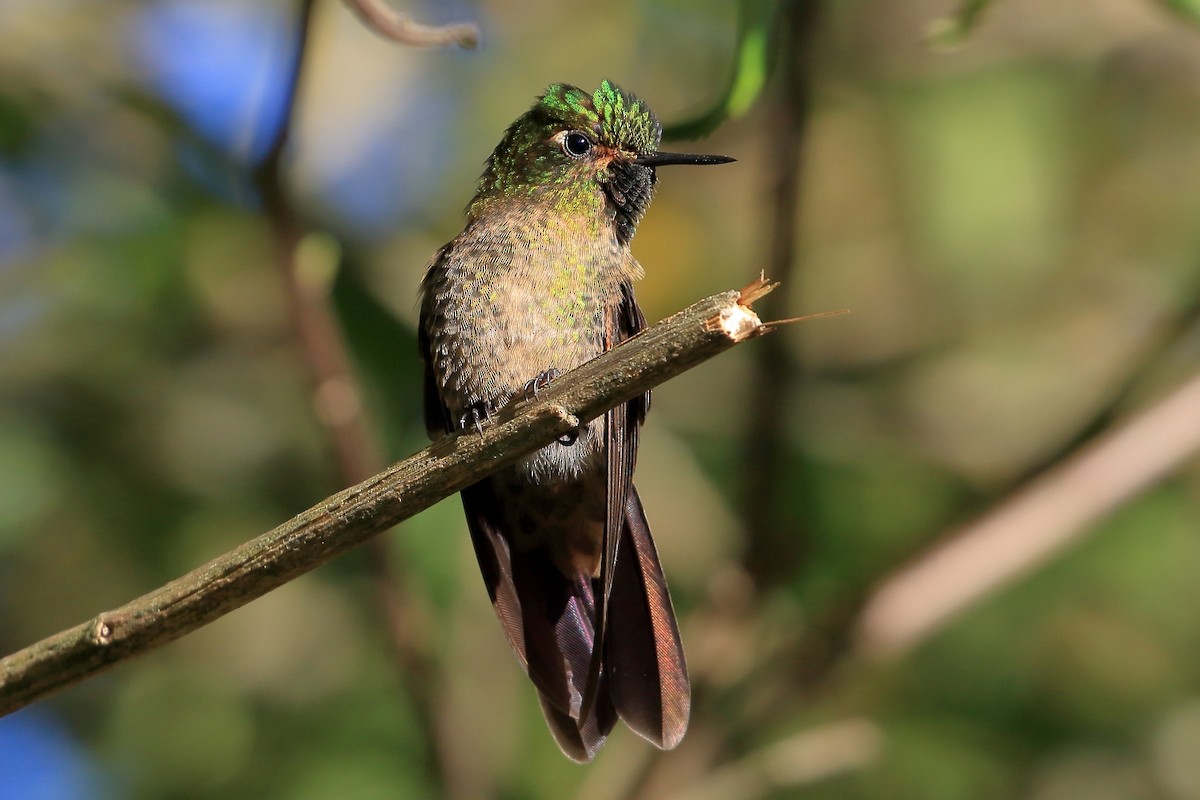 kolibřík dřišťálový - ML616421205