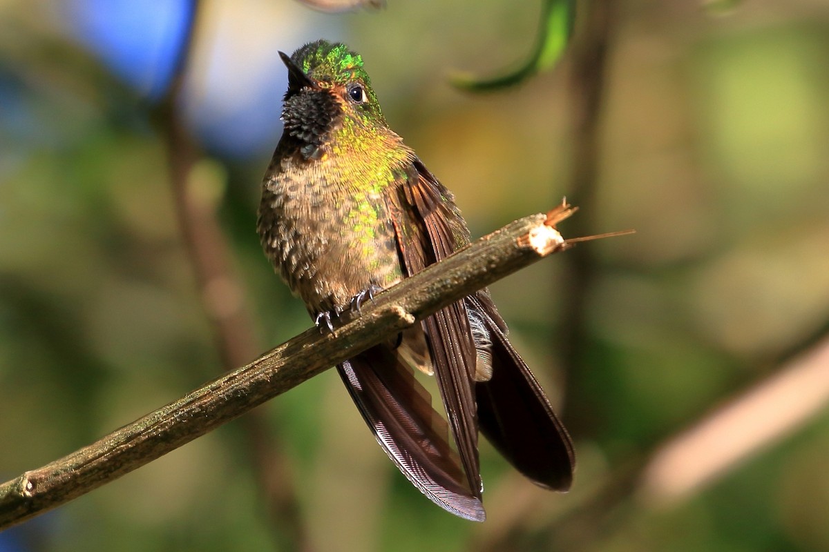kolibřík dřišťálový - ML616421206