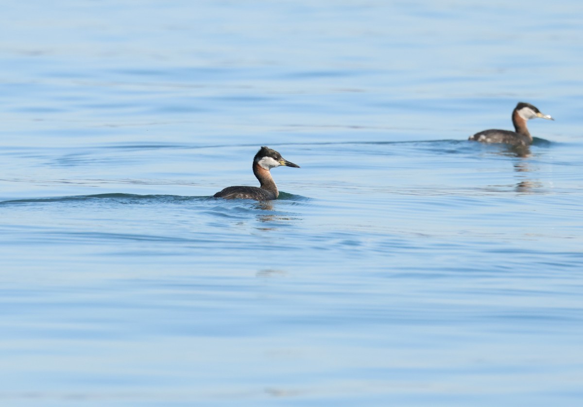 Red-necked Grebe - ML616421250