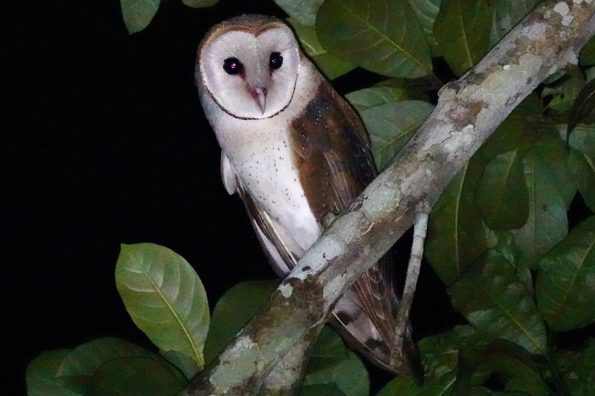 Barn Owl (African) - ML616421330