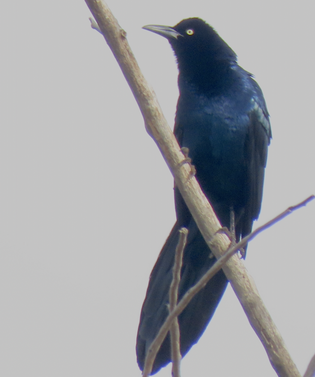 Great-tailed Grackle - ML616421381
